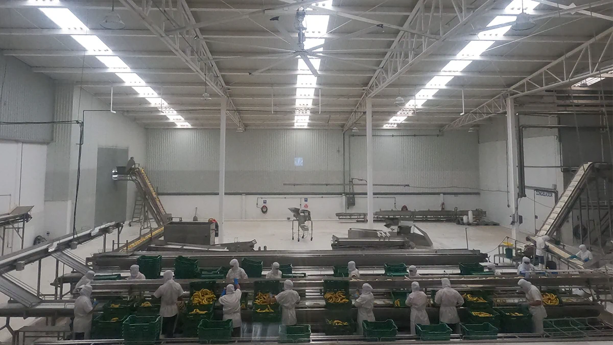 Área de producción y empaque de alimentos en una nave industrial